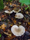 Clitocybe cerussata, Inedible tubular mushroom with a light brown cap in the forest in the Ivano-Frankivsk region Royalty Free Stock Photo