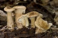 Clitocybe costata - Mushroom Royalty Free Stock Photo