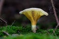 Clitocybe Maxima funnels fungus mushroom in colourful autumn forest