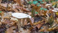 Clitocybe geotropa mushrooms Royalty Free Stock Photo