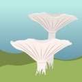 Clitocybe Lepista nebularis or clouded funnel mushroom vector illustration