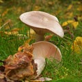 Clitocybe nebularis mushroom Royalty Free Stock Photo