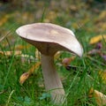 Clitocybe nebularis mushroom Royalty Free Stock Photo