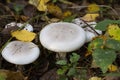 Clitocybe nebularis mushroom in the autumn forest Royalty Free Stock Photo