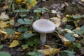 Clitocybe nebularis mushroom in the autumn forest Royalty Free Stock Photo
