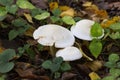 Clitocybe nebularis mushroom in the autumn forest Royalty Free Stock Photo