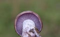 Clitocybe nuda or Lepista nuda is a very beautiful edible mushroom.