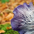 Clitocybe nuda mushroom Royalty Free Stock Photo