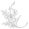 Vector corner bouquet of outline Clitoria or Asian butterfly pea flowers and leaves in black isolated on white background. Royalty Free Stock Photo