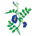 Bunch of outline blue Clitoria ternatea or Asian butterfly pea flowers and leaves isolated on white background. Royalty Free Stock Photo