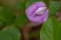 Clitoria flowers and leaves, flowers are purple in color with green rough textured leaves