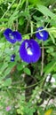 Clitoria javanica Royalty Free Stock Photo