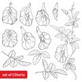 Vector set with outline Clitoria ternatea or Asian butterfly pea flowers and leaves in black isolated on white background. Royalty Free Stock Photo