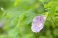 The light purple flower of Clitoria ternata