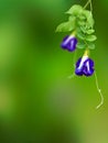 Clitoria ternatea Royalty Free Stock Photo
