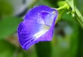 Clitoria ternatea or Aparajita flower