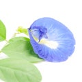 Clitoria ternatea or Aparajita flowers