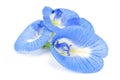 Clitoria ternatea or Aparajita flowers