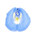 Clitoria ternatea or Aparajita flowers