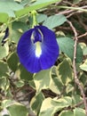 Clitoria ternatea or Asian pigeonwings or Bluebellvine or Anchan flower Royalty Free Stock Photo