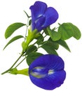 Clitoria ternatea or blue aparajita flower