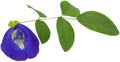 Clitoria ternatea or blue aparajita flower