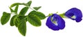 Clitoria ternatea or blue aparajita flower