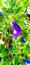 Clitoria ternatea blue pea butterfly pea or cordofan pea flowers close up