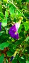 Clitoria ternatea blue pea butterfly pea or cordofan pea flower stock photo