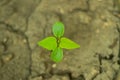 Clitoria ternatea, bluebellvine, blue pea, butterfly pea, cordofan pea