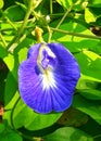 Clitoria Ternatea or butterfly pea flower native to south east Asia which grows as a vine. Also known as aparajita in India.