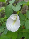 Clitoria ternatea, commonly known as Asian pigeonwings, Aparajita, Vishnukanta, bluebellvine, blue pea