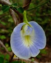 Clitoria ternatea, commonly known as Asian pigeonwings, bluebellvine, blue pea, butterfly pea