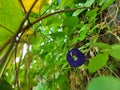 Clitoria ternatea, commonly known as Asian pigeonwings, bluebellvine, blue pea, butterfly pea