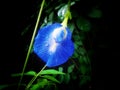 Clitoria ternatea, commonly known as Asian pigeonwings, bluebellvine, blue pea, butterfly pea, cordofan pea and Darwin pea,, beau,