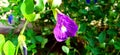 Clitoria ternatea blue pea butterfly pea or cordofan pea flower stock Royalty Free Stock Photo