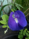 Clitoria ternatea, commonly known as Asian pigeonwings, bluebellvine, blue pea, butterfly pea, cordofan pea or Darwin pea Royalty Free Stock Photo