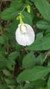 Clitoria Ternatea Flower With Beautiful white color Royalty Free Stock Photo