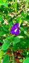 Clitoria ternatea blue pea butterfly pea or cordofan pea flower close up