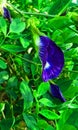 Clitoria ternatea blue pea butterfly pea or cordofan pea flower Royalty Free Stock Photo