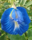 Clitoria ternatea commonly known as Asian pigeonwings