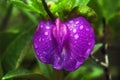 Clitoria ternatea family centrosema plumieri