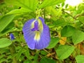 Clitoria Ternatea Flower