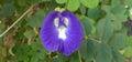 Clitoria ternatea L. commonly called the Telang Flower/flower or in English called Butterfly Pea,