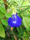 Clitoria ternatea or telang flower in Indonesia. This plant can be made into tea drinks