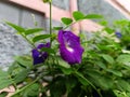 Clitoria ternatea or Telang flower, a purple flower next to the house that has many benefits