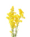 Clivers, bedstraw, Galium Royalty Free Stock Photo