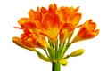 Clivia