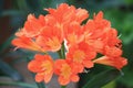 Clivia or Benediction Lily or Bush Lily or Fire Lily or Flame Lily or Boslelie or September Lily or St John\'s Lily