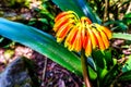 Clivia caulescens along the hiking trail to God`s Window near Graskop in the province of Mpumalanga